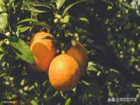 中国移动通信集团贵州有限公司贵阳分公司